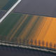 Image for article titled The soothing, hypnotic colors of tulip season, seen from above
